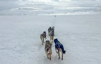a group of dogs walking in the snow at Gorgeous Home In Vøringsfoss With Sauna in Maurset