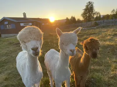 three lambs standing in a field at sunset at Syndinstøga in Ryfoss