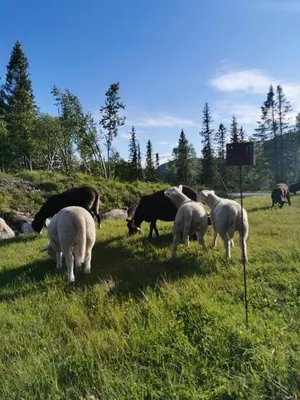 a herd of sheep grazing in a field of grass at Family Cabin With Annexe In Haglebu in Eggedal