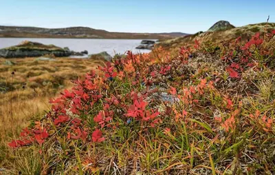 a bunch of red flowers on a hill near a body of water at Awesome Home In Vøringsfoss With Sauna in Maurset