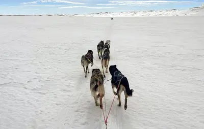 a group of dogs walking in the snow at Awesome Home In Vøringsfoss With Sauna in Maurset