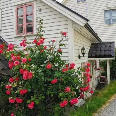 a house with a bush of red roses in front of it at Sentralt i Sogndal terrasse med fjordutsikt in Sogndal
