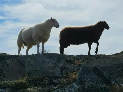 two sheep standing on top of a hill at Timber Cabin With Mountain Views In Synnfjellet in Skartlia
