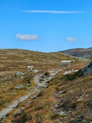 three sheep are walking on a grassy hill at Timber Cabin With Mountain Views In Synnfjellet in Skartlia