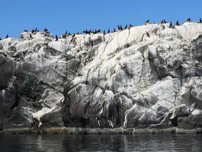 a group of penguins standing on a rocky cliff at Posthuset Expedition Lodge in Lii