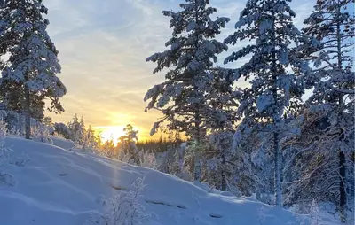 a group of trees covered in snow with the sun in the background at 4 Bedroom Nice Home In Vinje in Trovatn