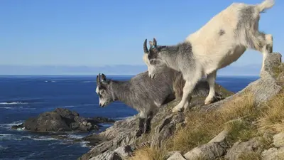 two goats standing on top of a cliff at Stavetunet in Stadlandet
