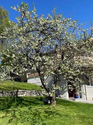 a tree with white flowers on it in a yard at Retro hus med fin beliggenhet in Haddal