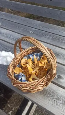 a basket filled with mushrooms on a wooden bench at Markhus Apartment Near Langfoss in Markhus