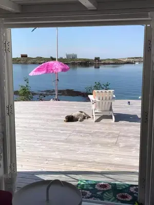 a dog laying on a deck with a chair and an umbrella at Historic Cabin By The Atlantic Ocean Road in Vevang