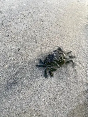 a dead crab sitting on the road at Koselig hytte nær sandstrand in Langenes