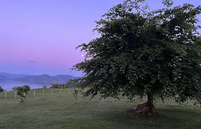 a tree in a field with a bench under it at Hyggelig Gård Nær Bergen Med Spabad in Hjelmås