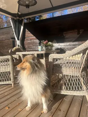 a dog standing next to a table and chairs at Nord-Garthus, leilighet 2 in Hølera