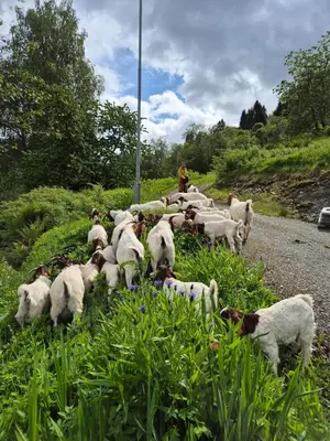 a herd of sheep standing on the side of a road at Granli-Apartment in Stryn