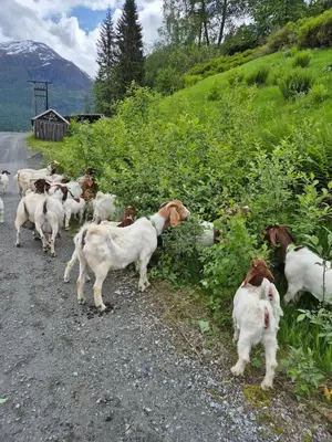 a herd of goats on the side of a road at Granli-Apartment in Stryn