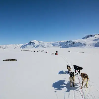 a group of dogs are walking in the snow at Nice And Central With Terrace in Beitostøl