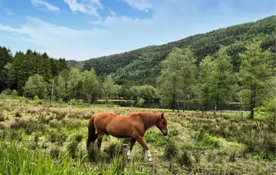 a brown horse standing in a field of grass at 7 Bedroom Amazing Home In Nedre Vats in Stokka