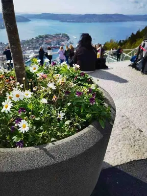 a planter filled with flowers on top of a building at Floien City Apartment -Free parking in Bergen