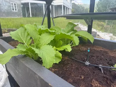 a garden with cabbage plants in a planter at Nylendo in Ulvik