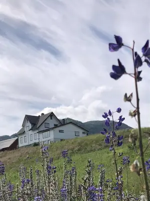 a house on top of a hill with purple flowers at Stall Rygg Apartment, Gloppen