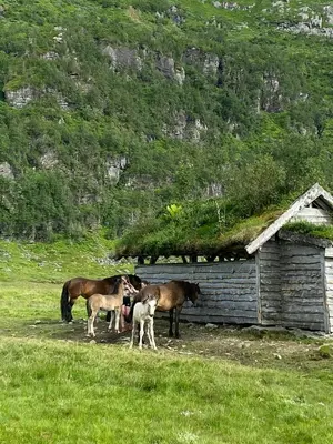 a group of horses standing next to a cabin at Mountain Cabin With Glacier Views in Norheimsund