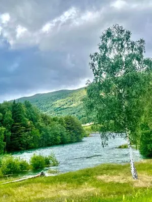 a tree in the grass next to a river at Signegarden in Skjåk