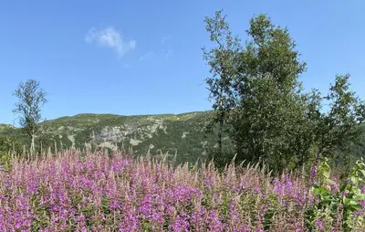 a field of purple flowers with trees in the background at 4 Bedroom Gorgeous Home In Edland in Vågsli