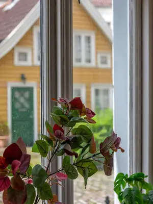 a plant in a vase sitting in a window at Unique and Spacious Home in Bergens Most Charming Area in Bergen
