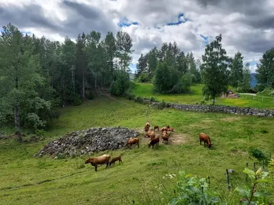 a group of cows grazing in a field at Beautiful place among forests and fields in a good old style in Eggedal