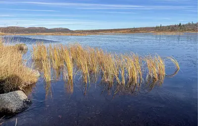 a large body of water with tall grass in it at Awesome Home In Trysil With Sauna in Trysil