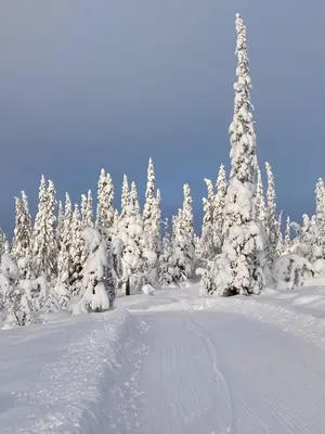 a snow covered forest with trees covered in snow at Skarvegløtt Ski in Ski out in Nesbyen