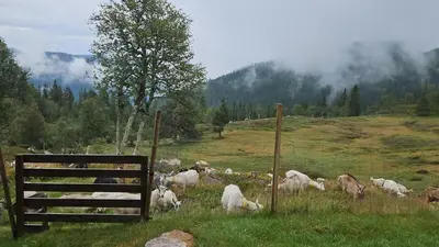 a herd of sheep in a field with a fence at Authentic Secluded Mountain Cabin in Telemark with Panoramic Views