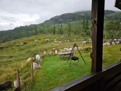 a herd of animals grazing on a grassy hill at Authentic Secluded Mountain Cabin in Telemark with Panoramic Views