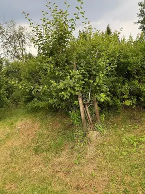 a bush on the side of a hill with bushes at Fantastic cabin in the woods & boat for rental or 2 days free boat on 7 days stay