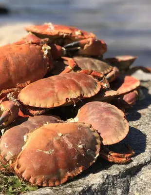 a pile of crabs sitting on top of a rock at Family-friendly Cabin with pier - Herdla to Bergen - 40 min in Herlø
