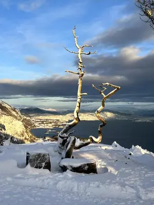 a tree on top of a mountain in the snow at Haus Harald in Tysnes