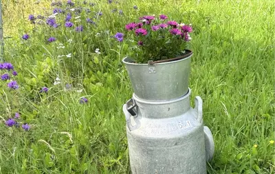 a planter with purple flowers in a field of grass at Stunning Home In Engerdal With Wifi in Nymoen