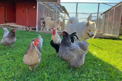 a dog standing next to a group of chickens at Gårdsleilighet in Verdal