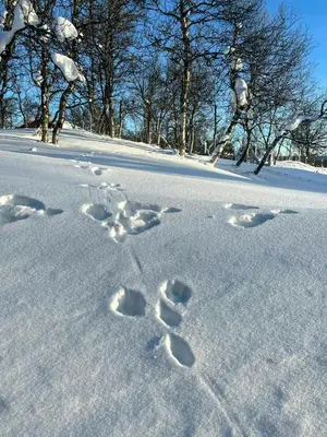 a pair of footprints in the snow at Traditional Log Cabin At Reineskarvet in Ål