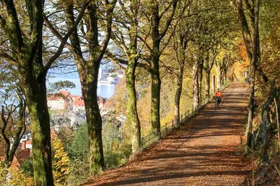 a person riding a bike down a tree lined road at Elegant city apartment in Bergen- Private outdoor patio and free parking in Bergen
