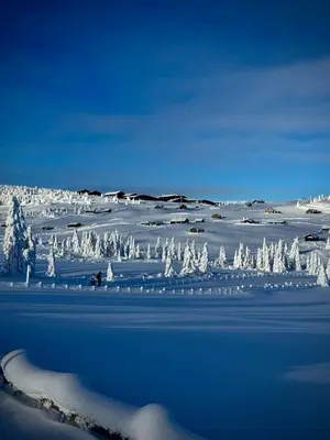 a snow covered field with trees in the distance at Pellestova - Hafjell in Øyer