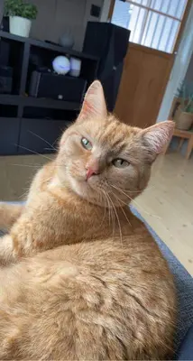 an orange cat is laying on the floor at Cozy house with free parking on the premises in Ringebu