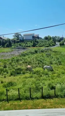 a group of horses grazing on a grassy hill at Nyoppusset leilighet nær Aker og sentrum in Stord