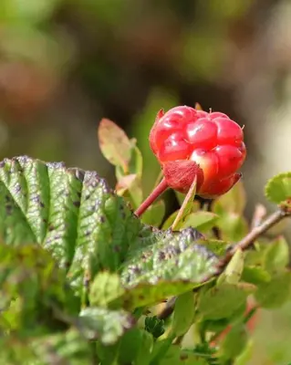 a red flower on a plant with green leaves at Luxury Mountain Cabin with Hot Tub and Views in Budal in Storen