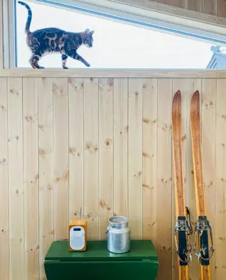 a cat walking on a window sill next to skis at Traditional Cabin With Annex In The Mountains in Gol
