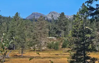 a forest of trees with mountains in the background at 4 Bedroom Stunning Home In Tuddal in Tuddal