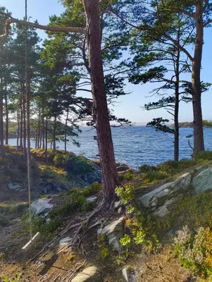 a tree on the shore of a body of water at Retreat Øklandsnes in Lii
