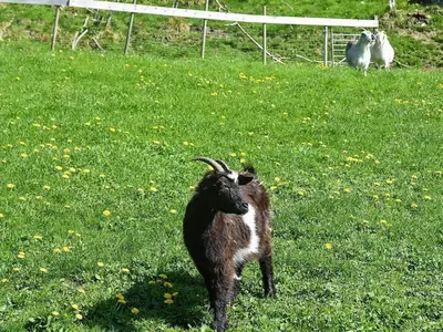 a goat standing in a field of grass at 6 person holiday home in Onarheim in Onarheim