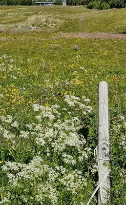a field of flowers with a wooden fence at Mountain Cabin With Panoramic Views In Brakastølen in Ron