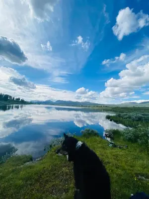 a dog sitting next to a body of water at Cozy little cottage for rent in Oppheim in Ål